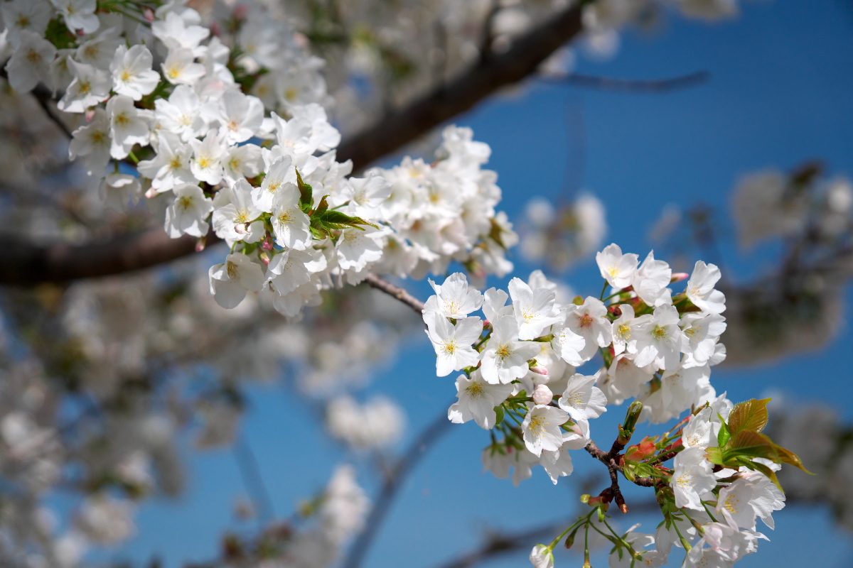 おの桜つづみ回廊-7