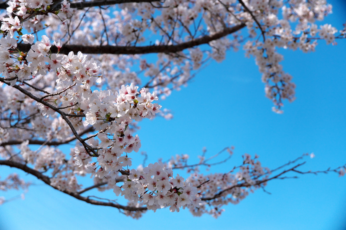 おの桜つづみ回廊-8