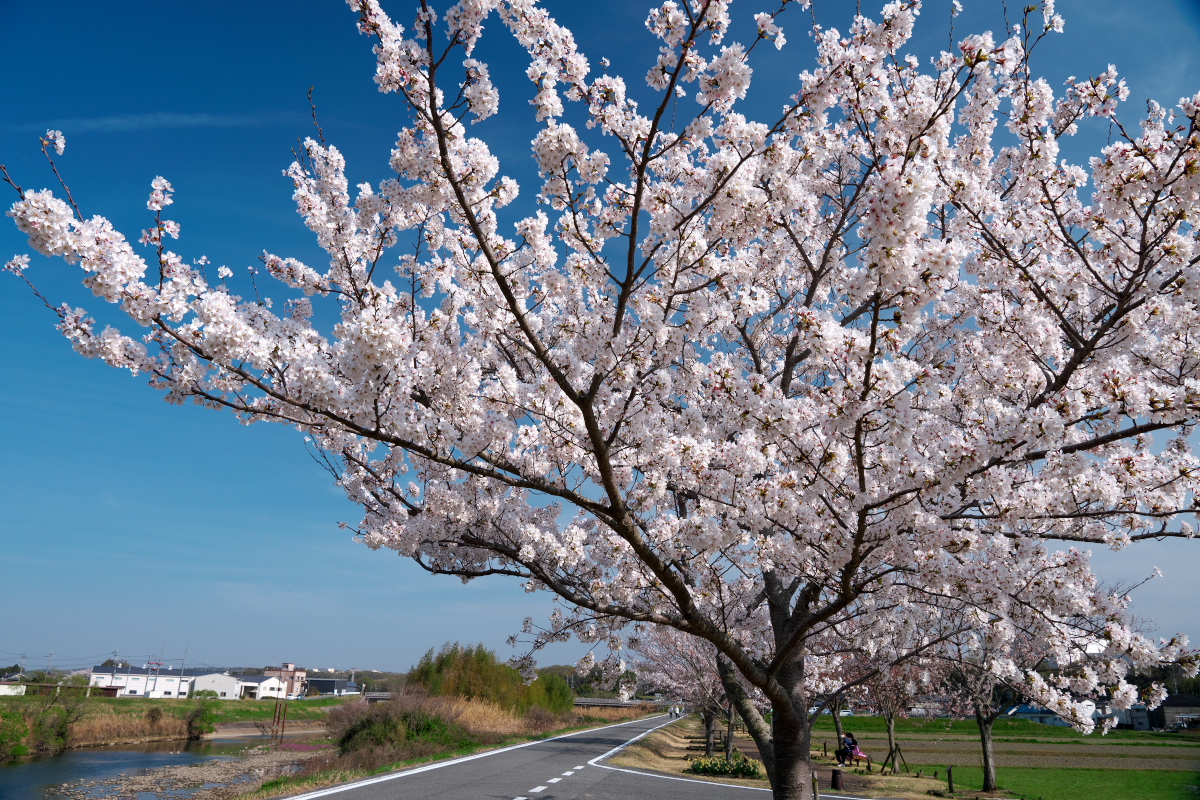 おの桜つづみ回廊-9