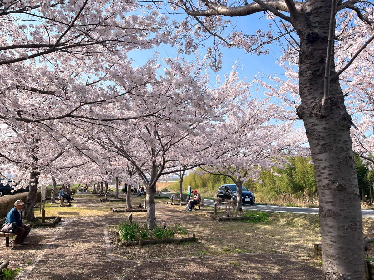 おの桜つづみ回廊-10