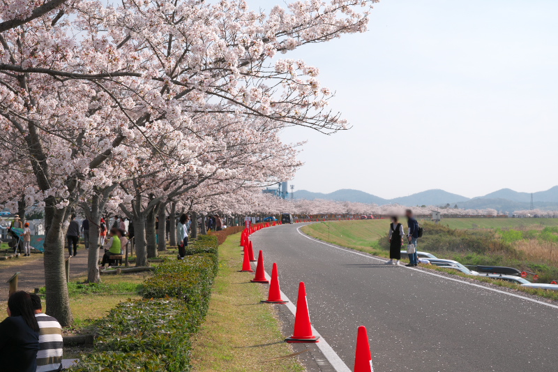 「おの桜つづみ回廊」-11