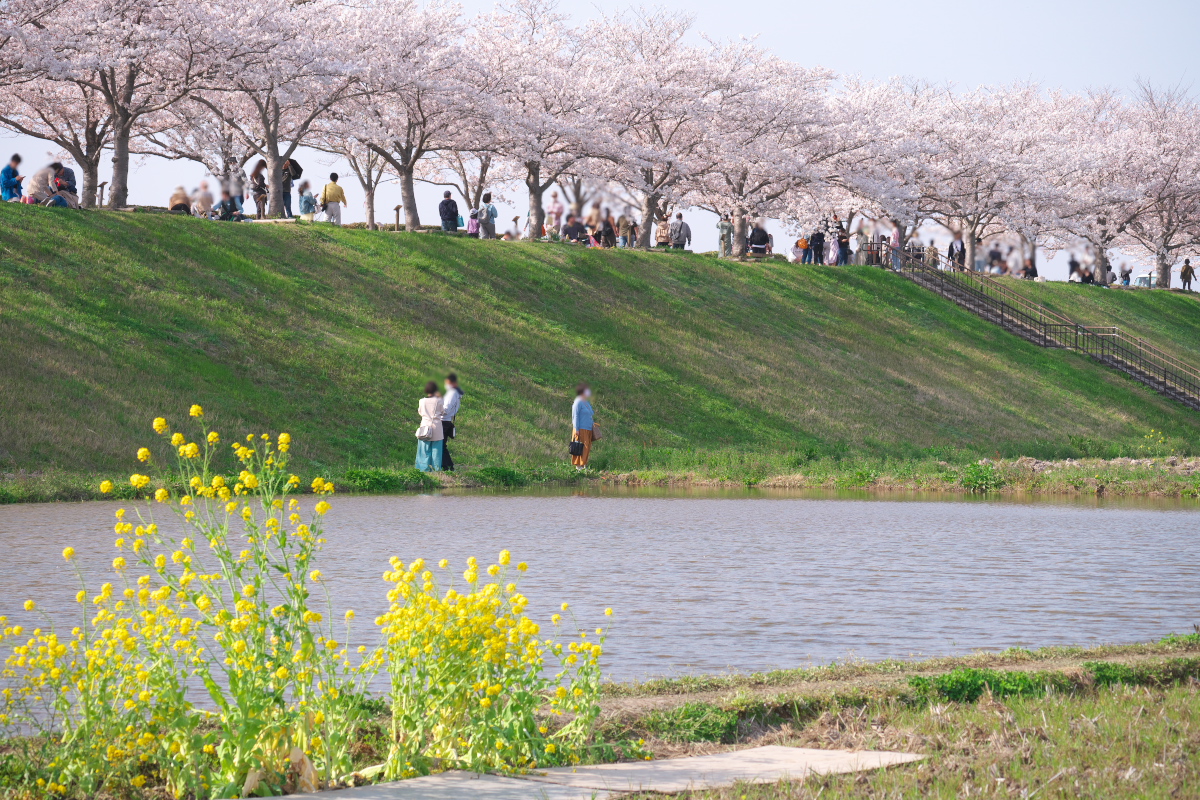 「おの桜つづみ回廊」-12