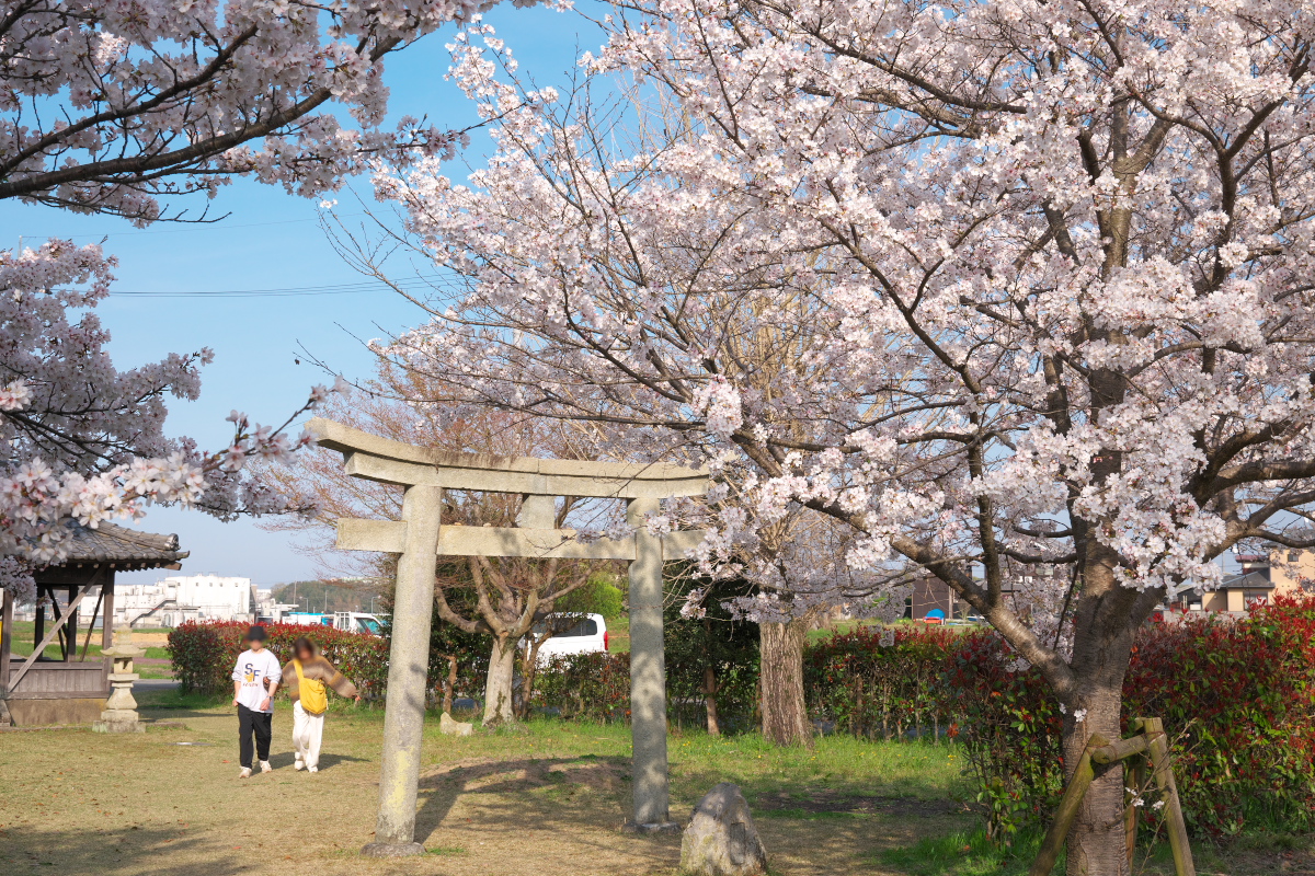 「おの桜つづみ回廊」-13