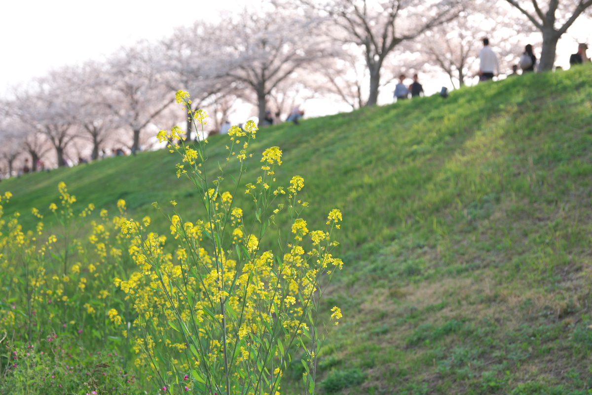 「おの桜つづみ回廊」-14