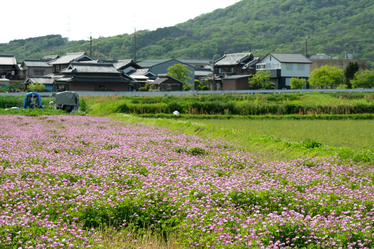 神出山田自転車道-5