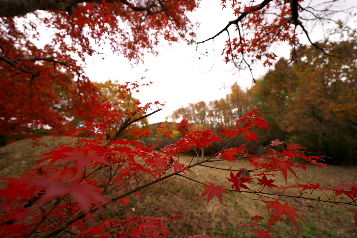 権現ダムの紅葉