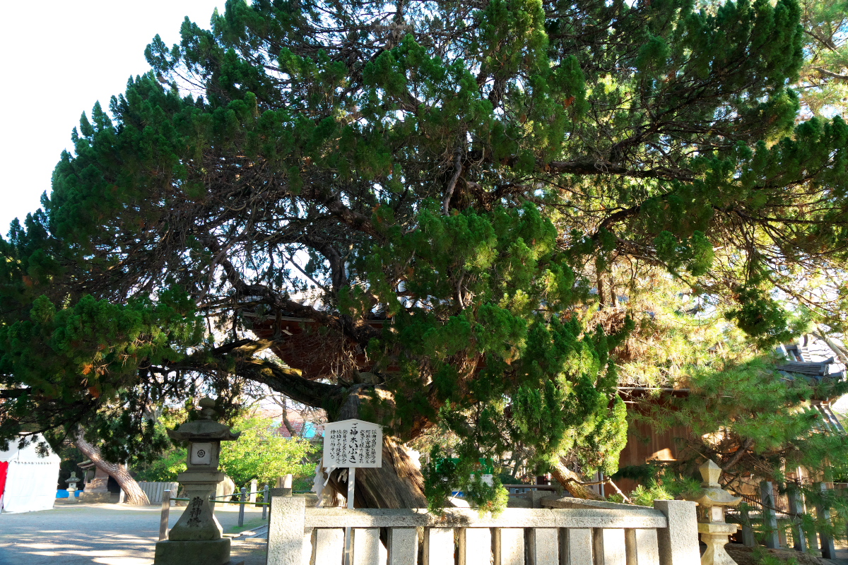 高砂神社 御神木
