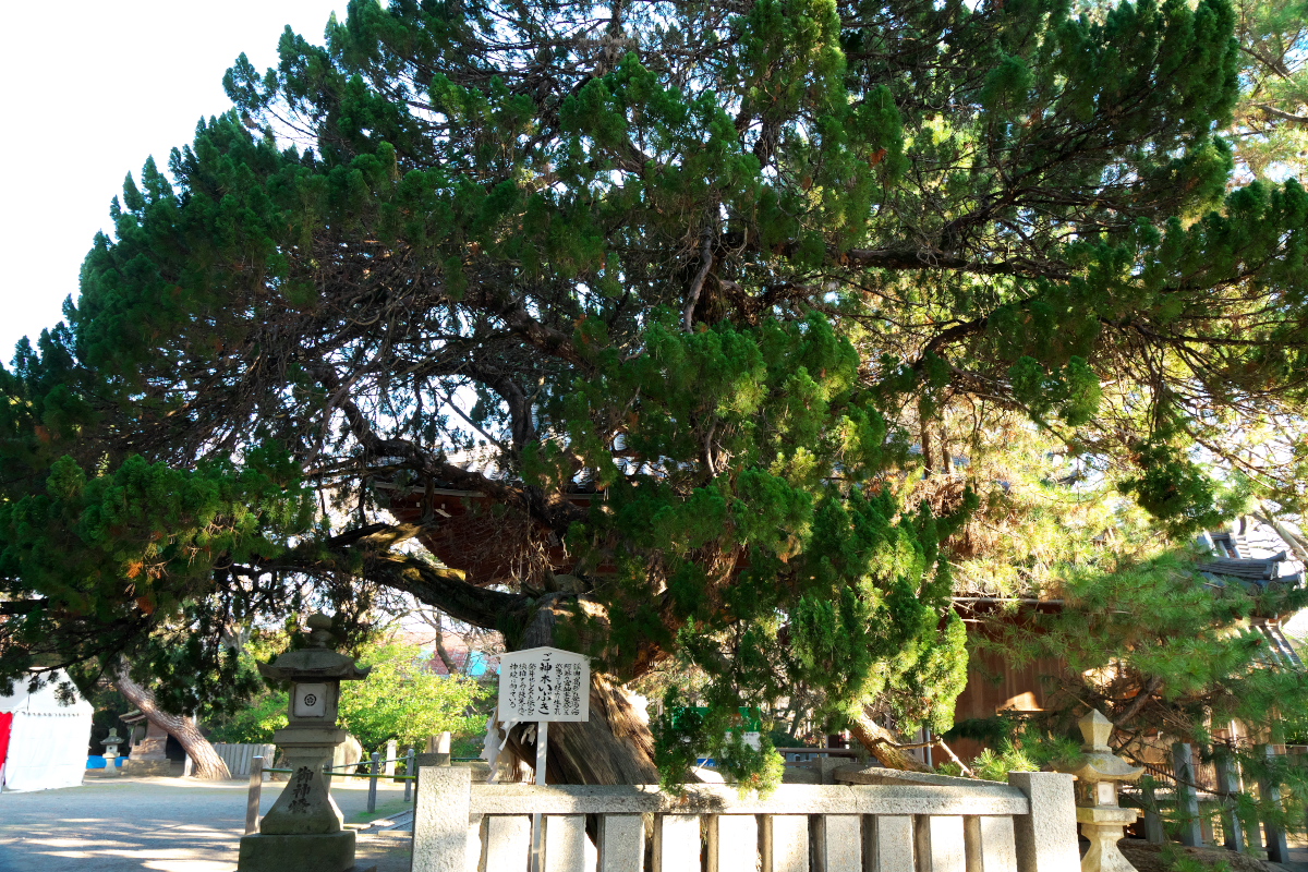 高砂神社 御神木