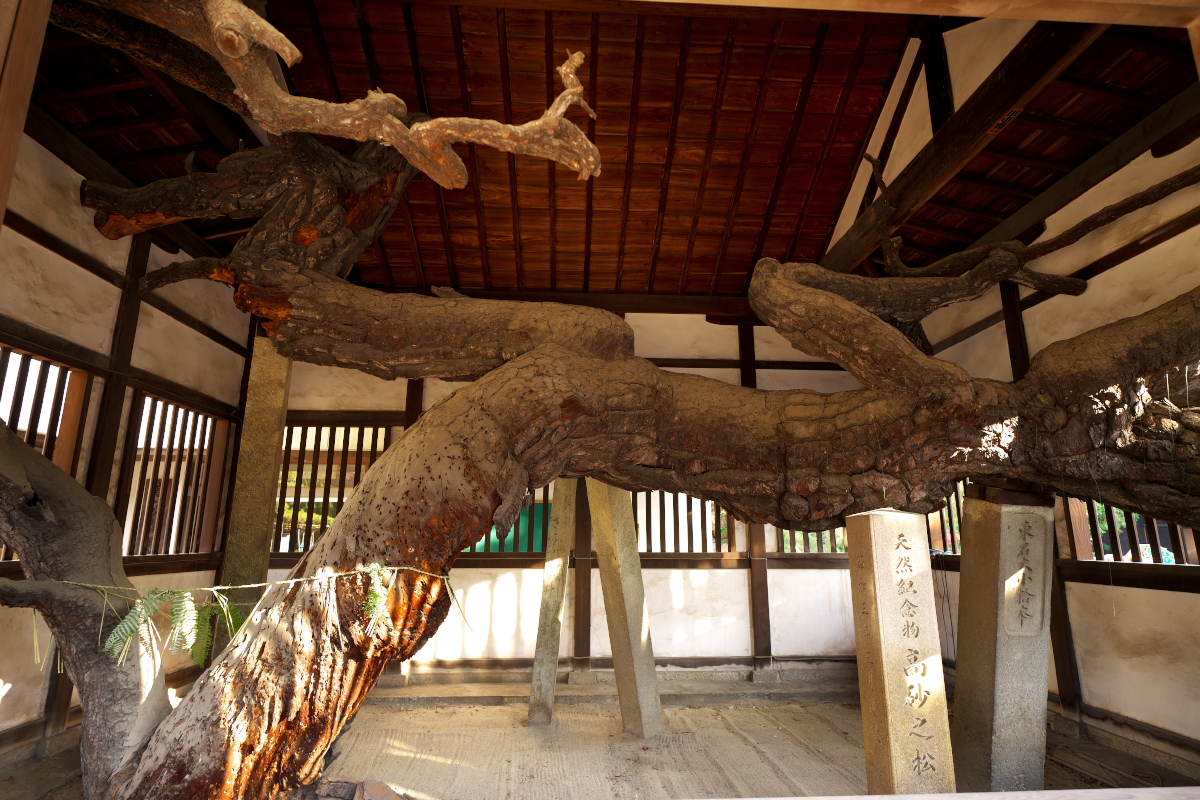 高砂神社 相生の松
