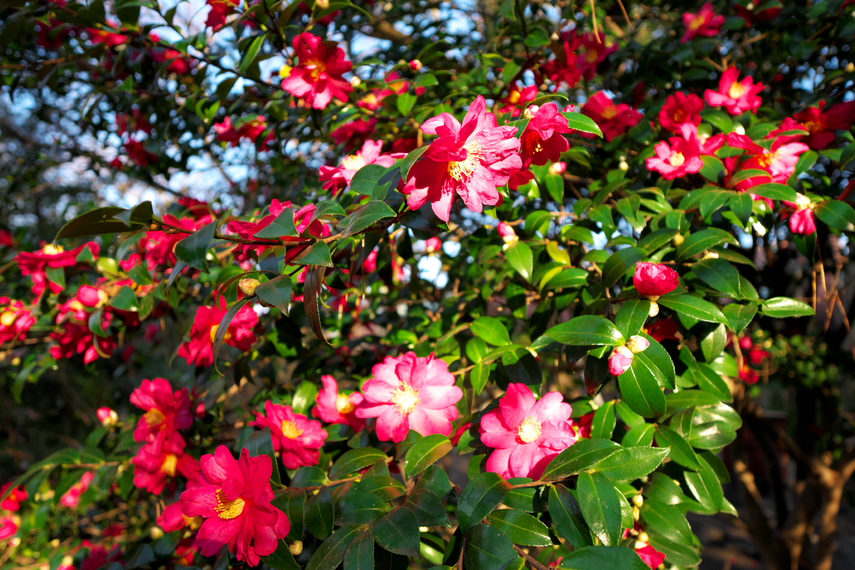 高砂神社 山茶花