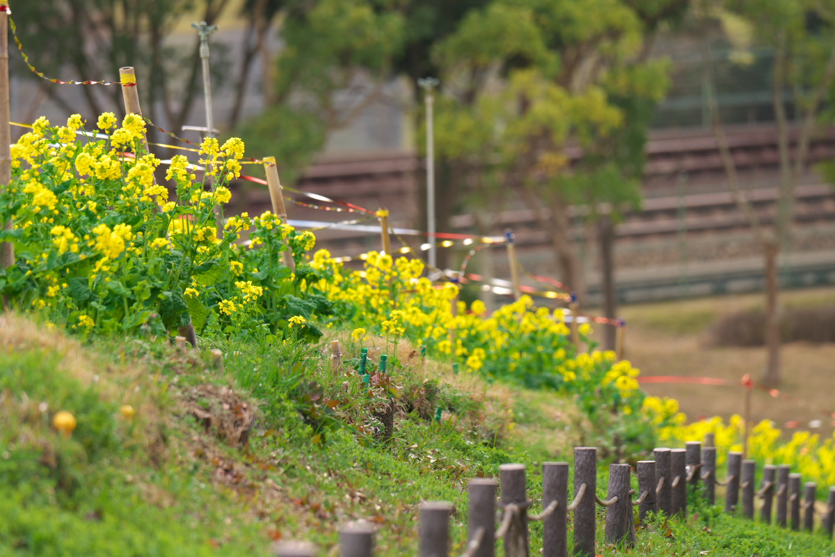 総合運動公園-4