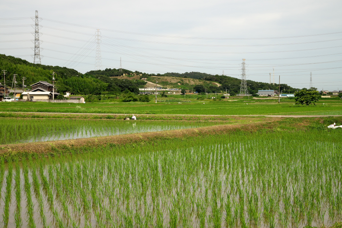 西川付近-2