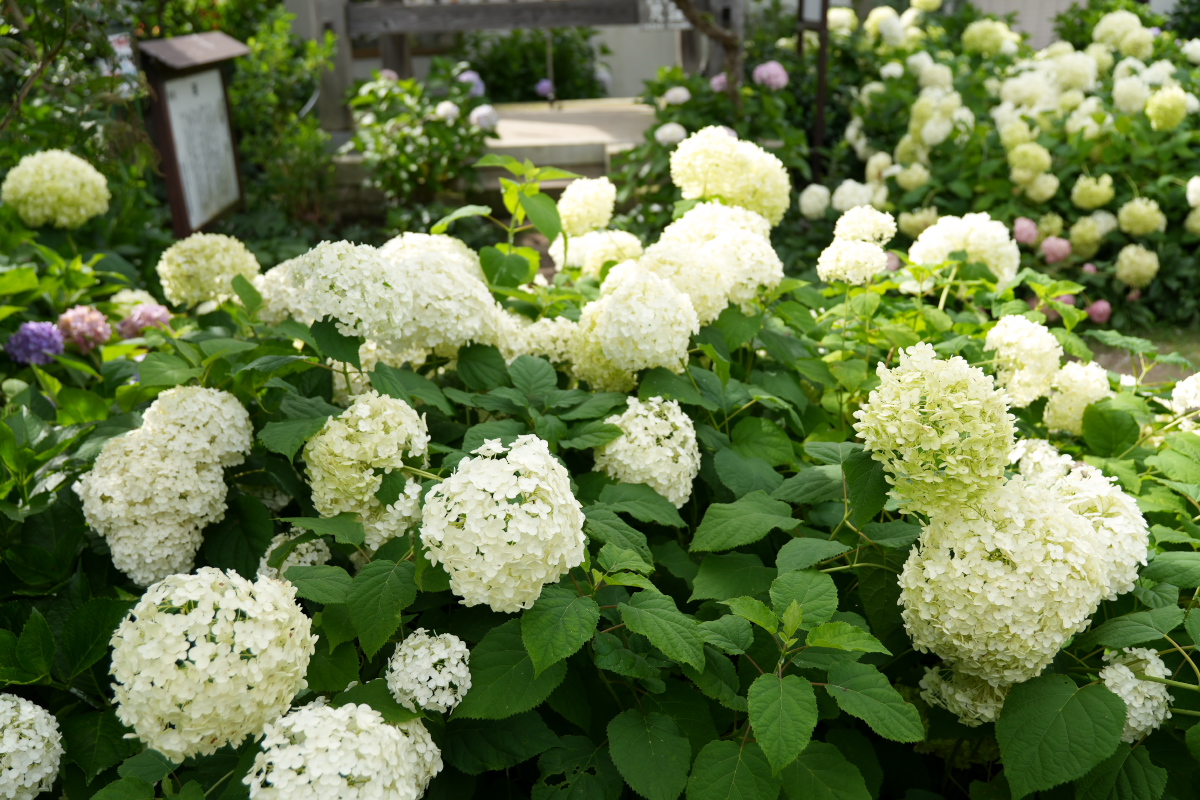 紫陽花-1