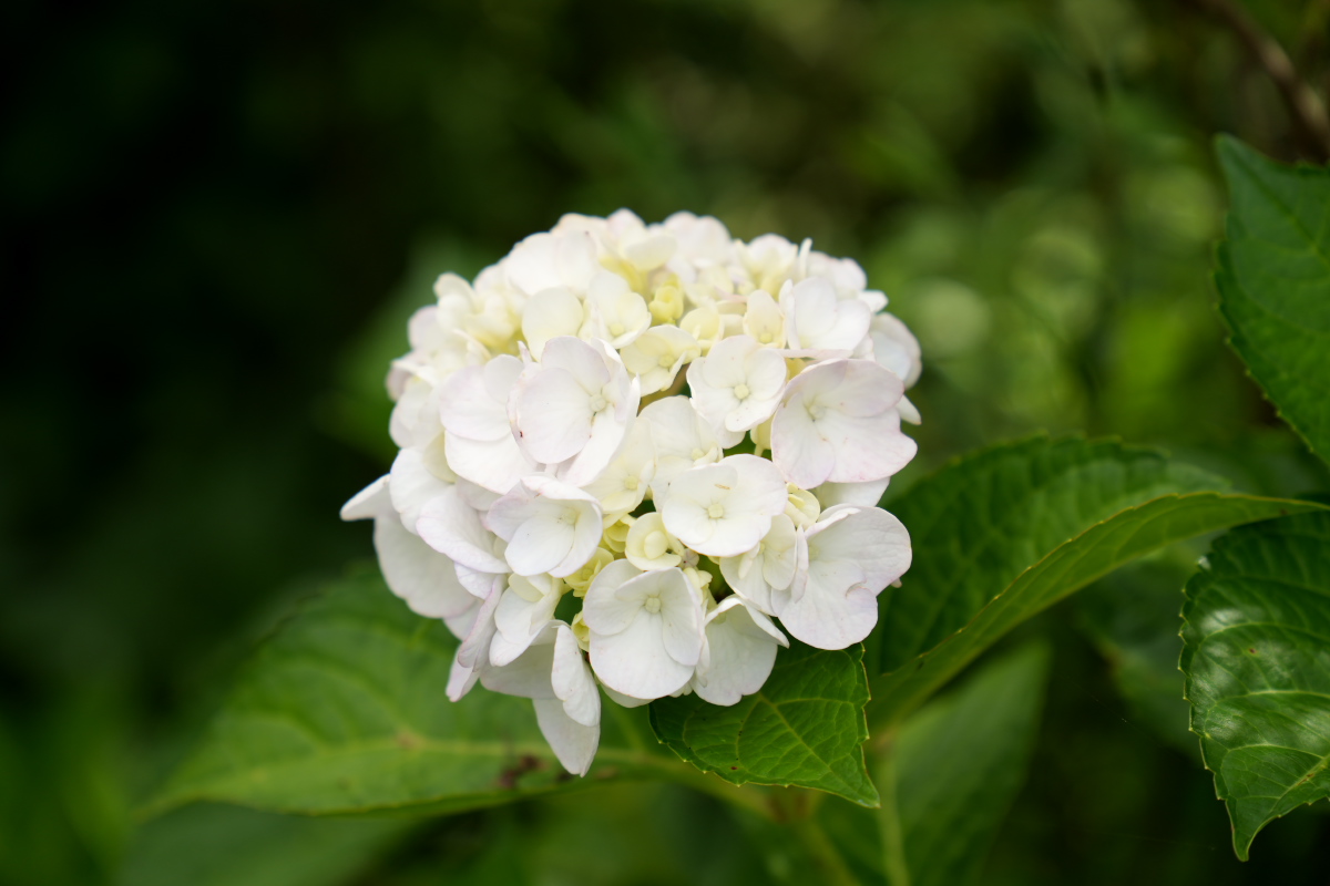 紫陽花-2