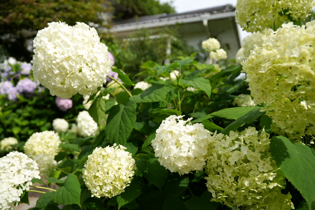 紫陽花-3