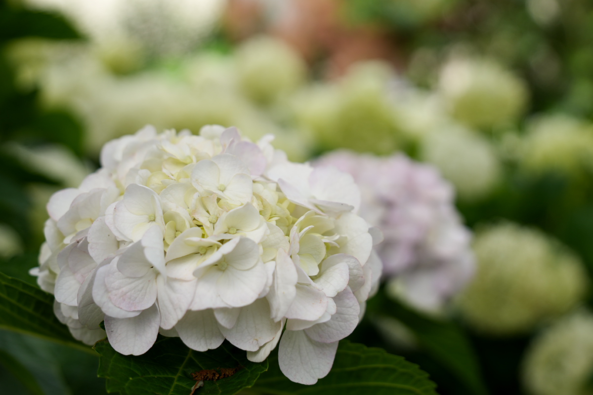 紫陽花-4