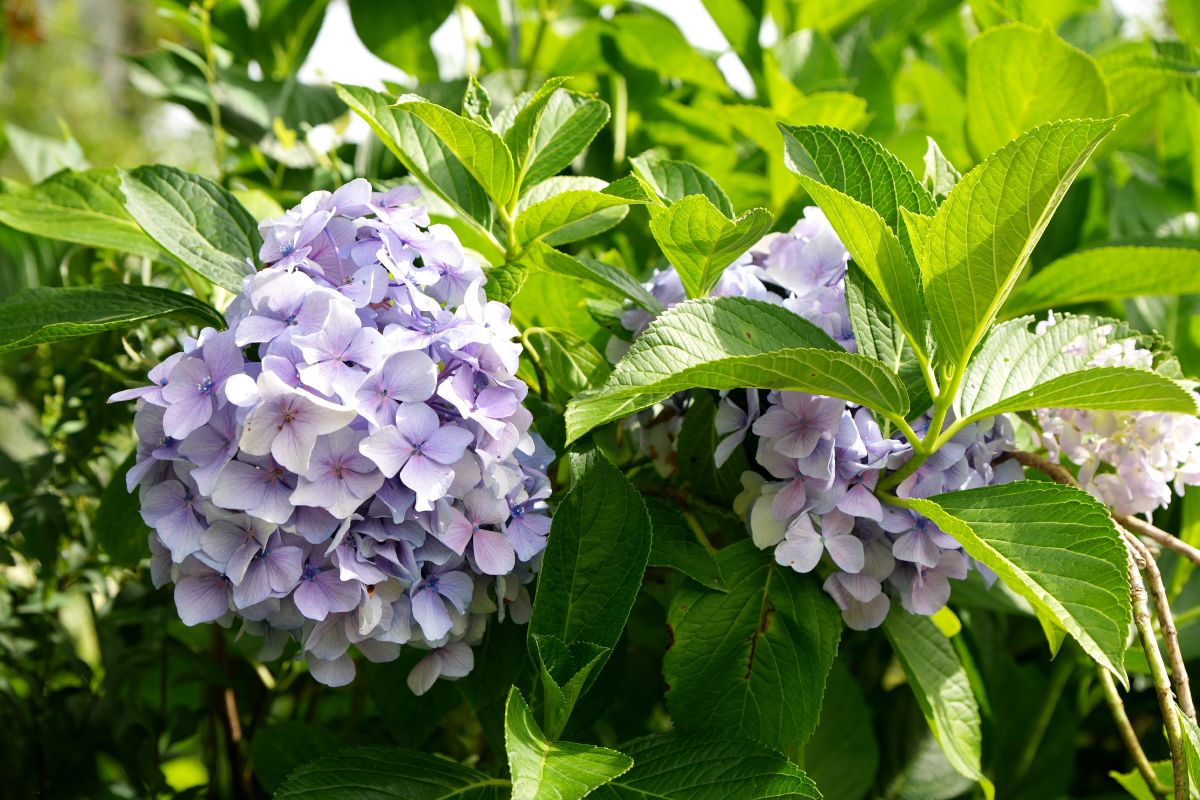 紫陽花-5