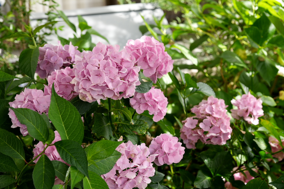 紫陽花-6