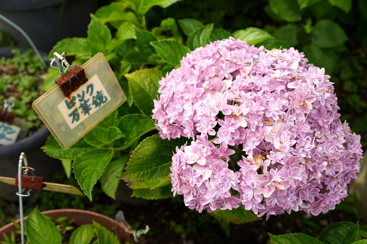 紫陽花-7