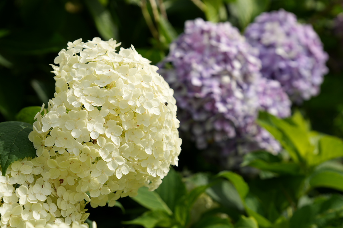 紫陽花-8