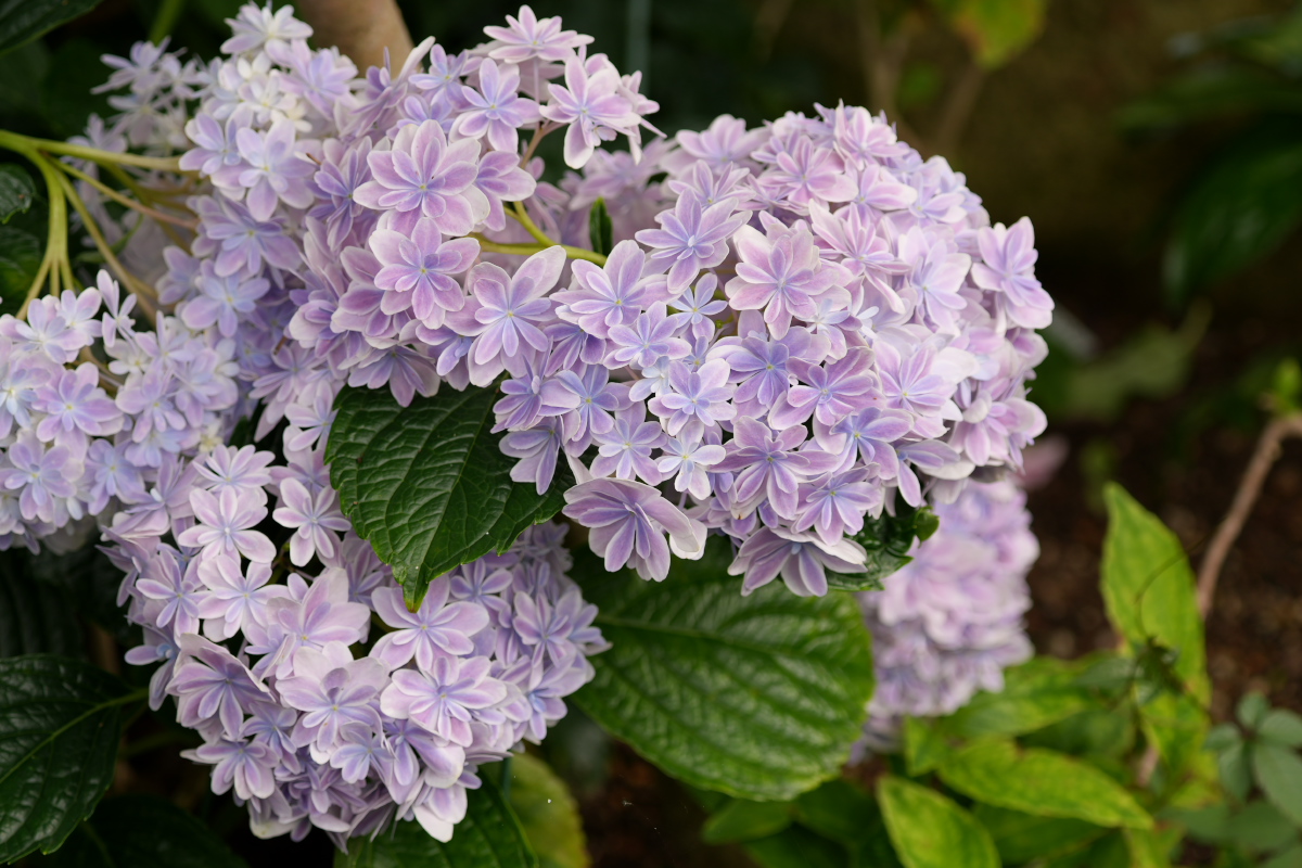 紫陽花-9