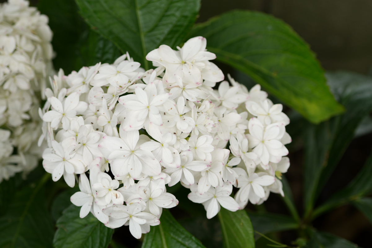 紫陽花-10
