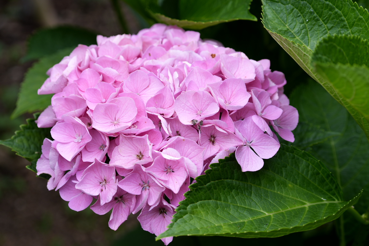 紫陽花-12