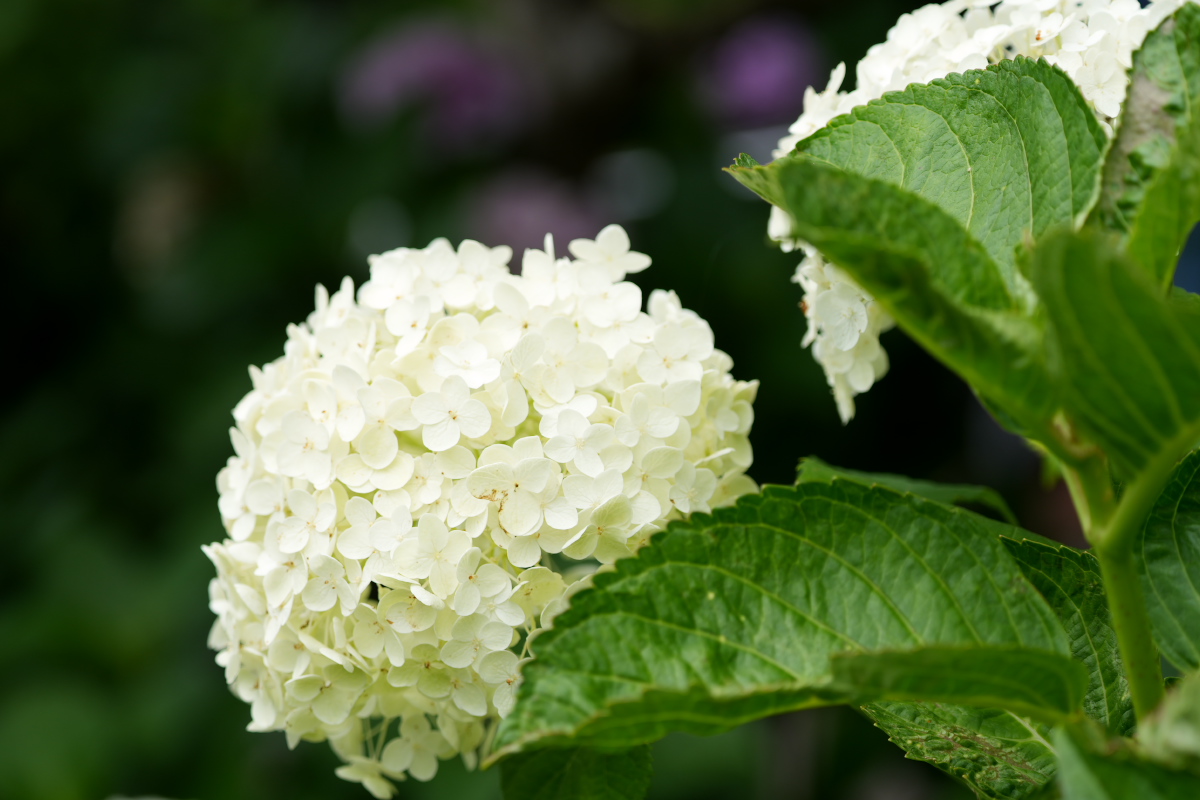 紫陽花-13
