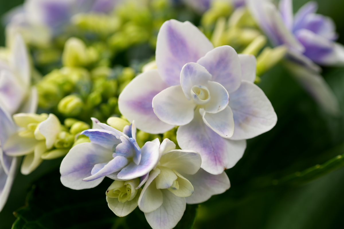 紫陽花-14