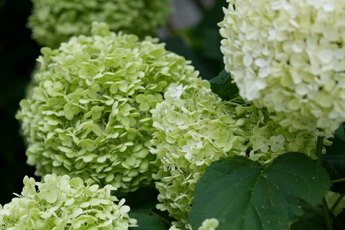 紫陽花-15