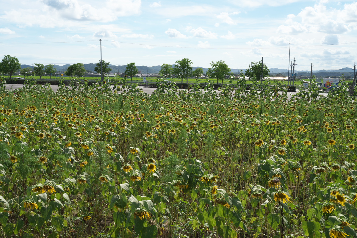 ひまわりの丘公園-3