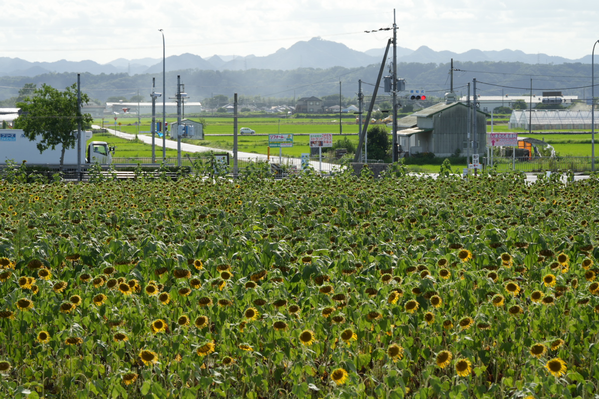 ひまわりの丘公園-7