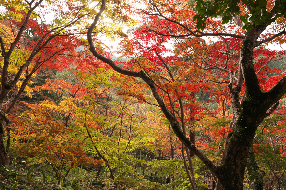 瑞宝寺公園-4