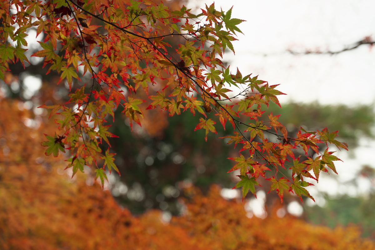 瑞宝寺公園-5