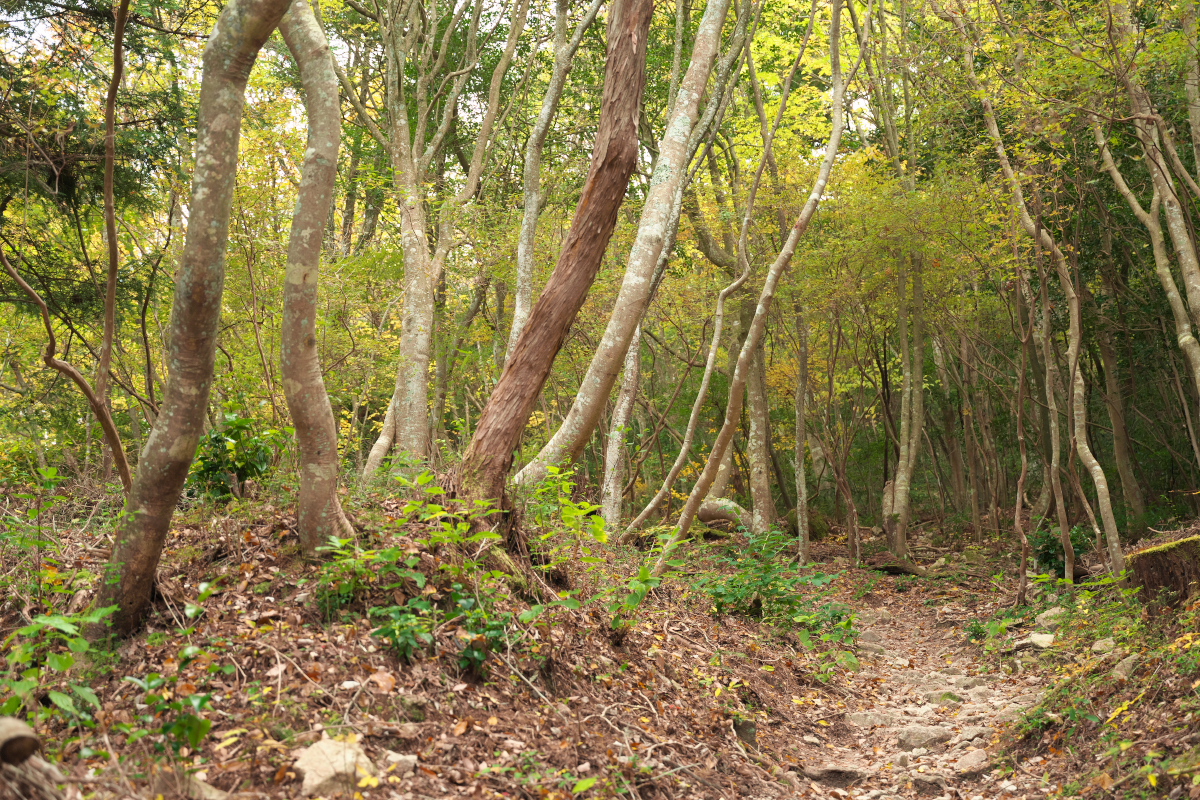 瑞宝寺公園-8