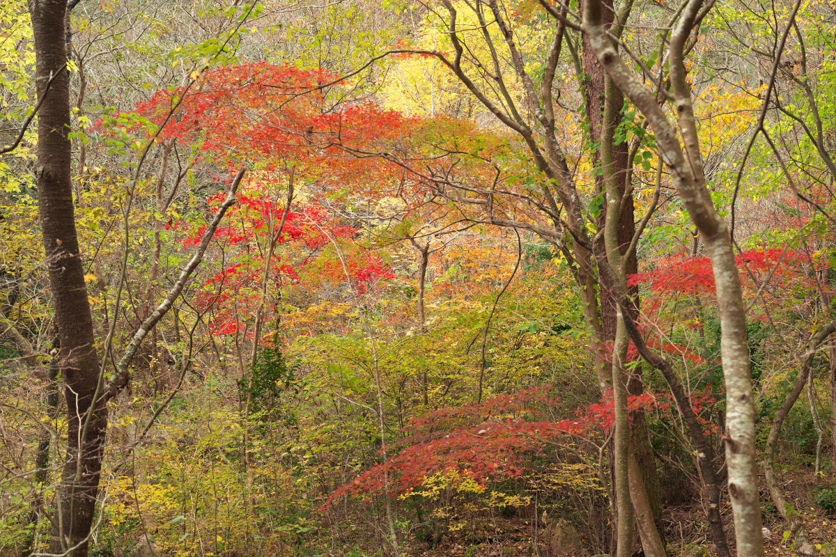 瑞宝寺公園-9