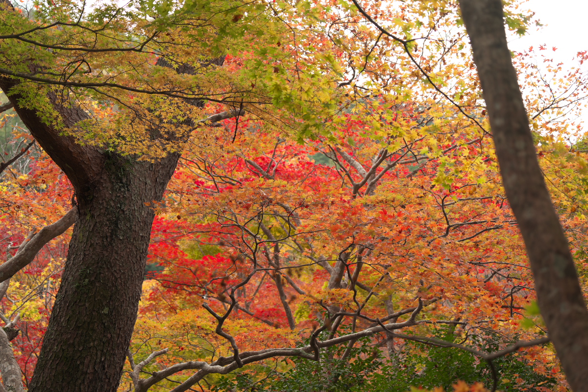 瑞宝寺公園-11
