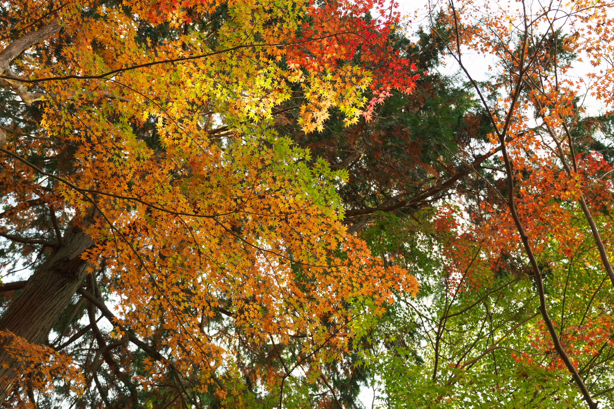 瑞宝寺公園-12