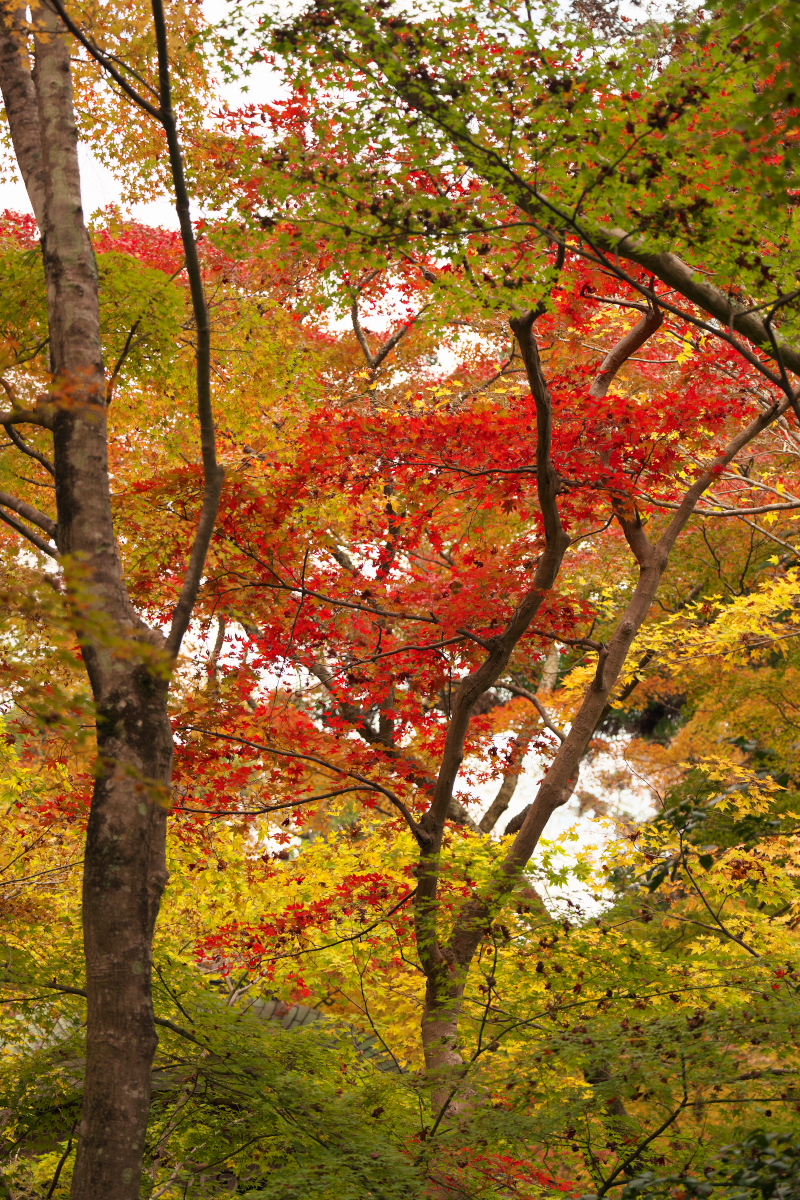 瑞宝寺公園-15