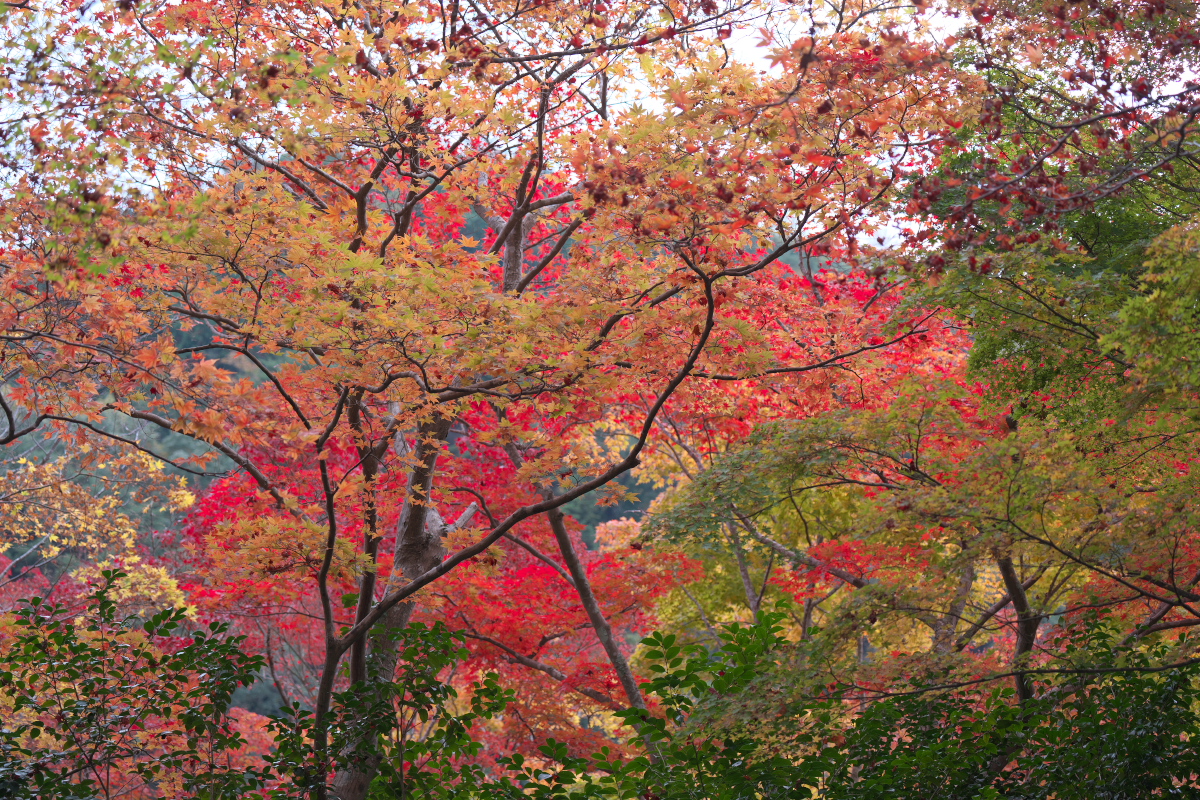 瑞宝寺公園-18