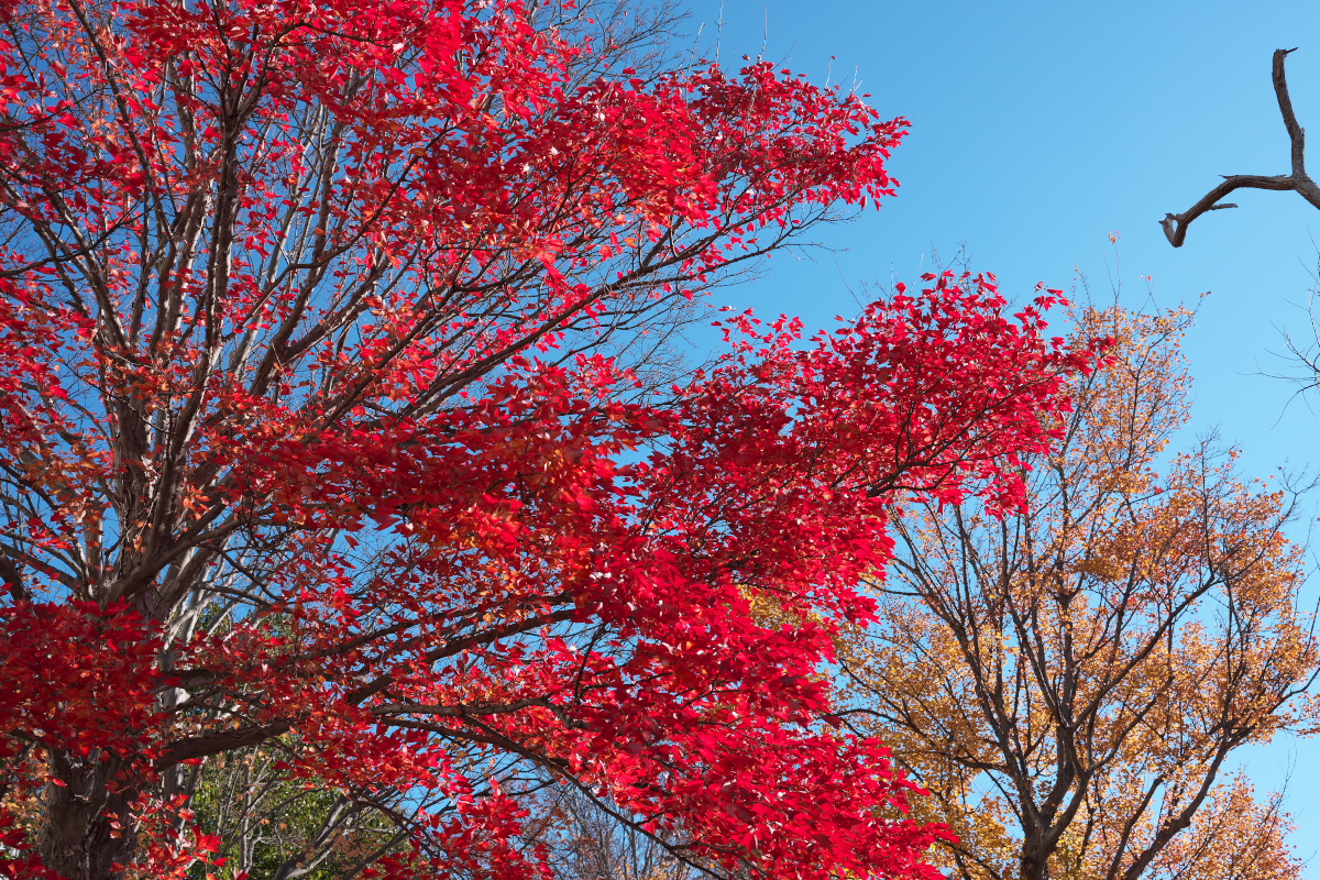 紅葉
