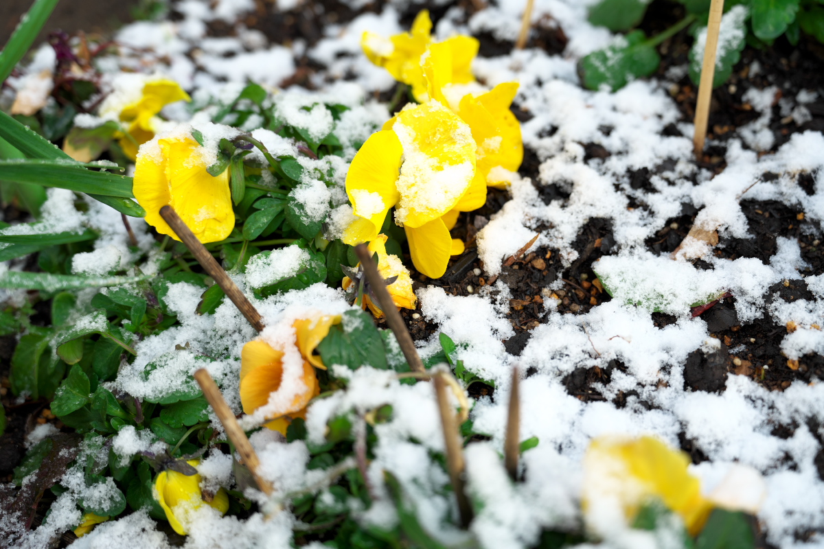 雪-4
