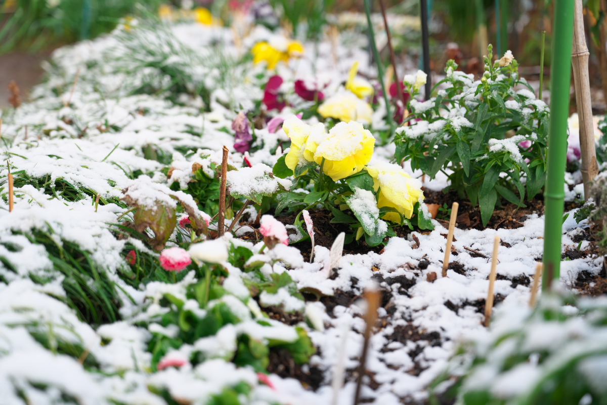 雪-1