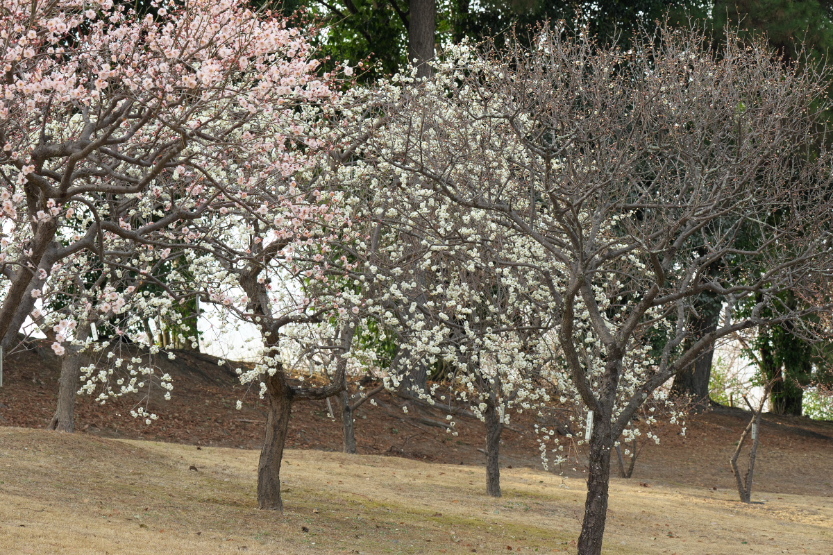 万博記念公園-17