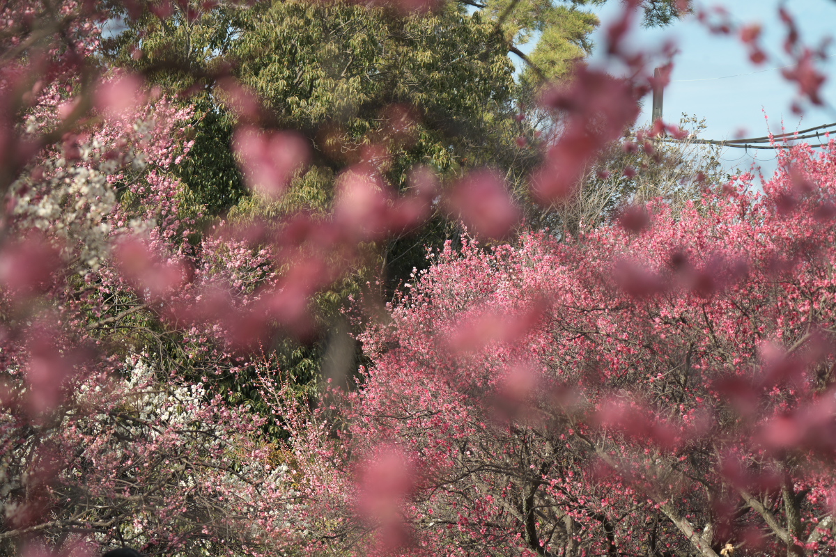 御厨神社-18