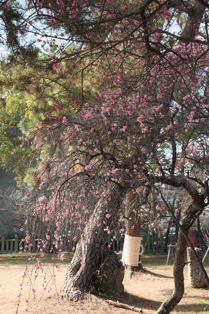 御厨神社-22