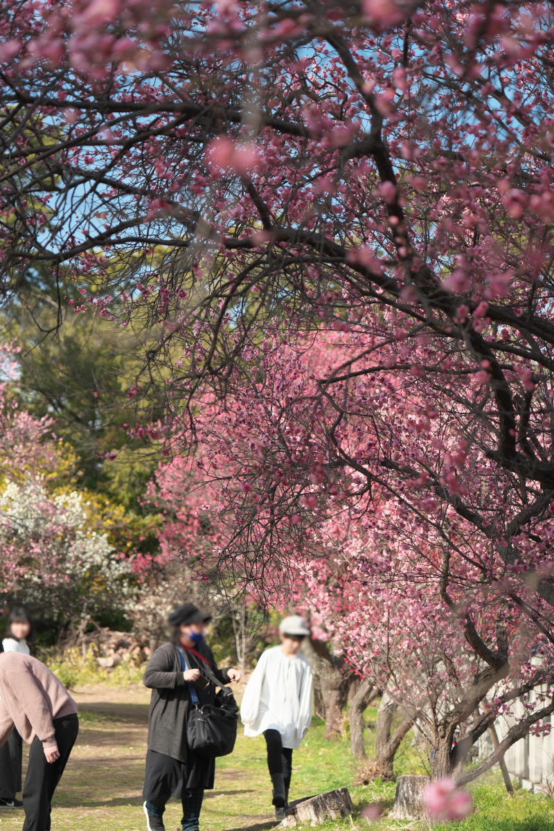 御厨神社-23