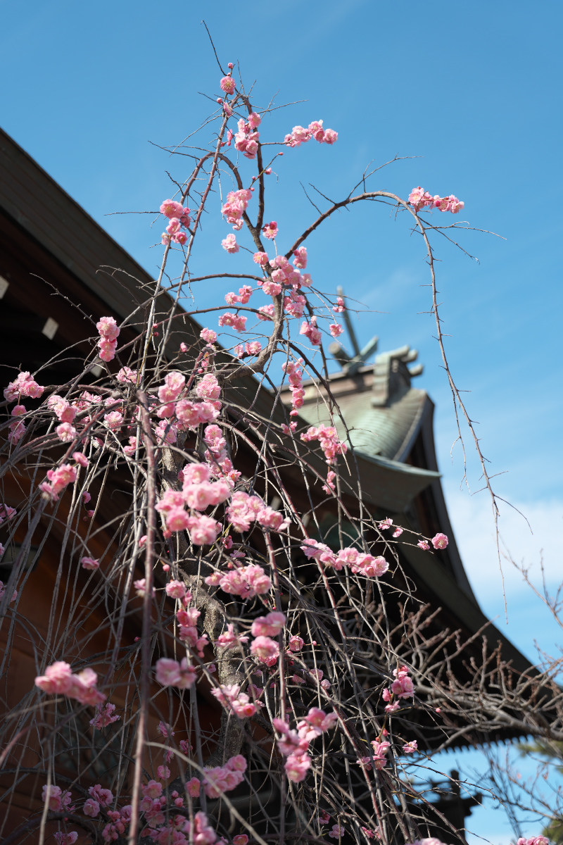 御厨神社-25