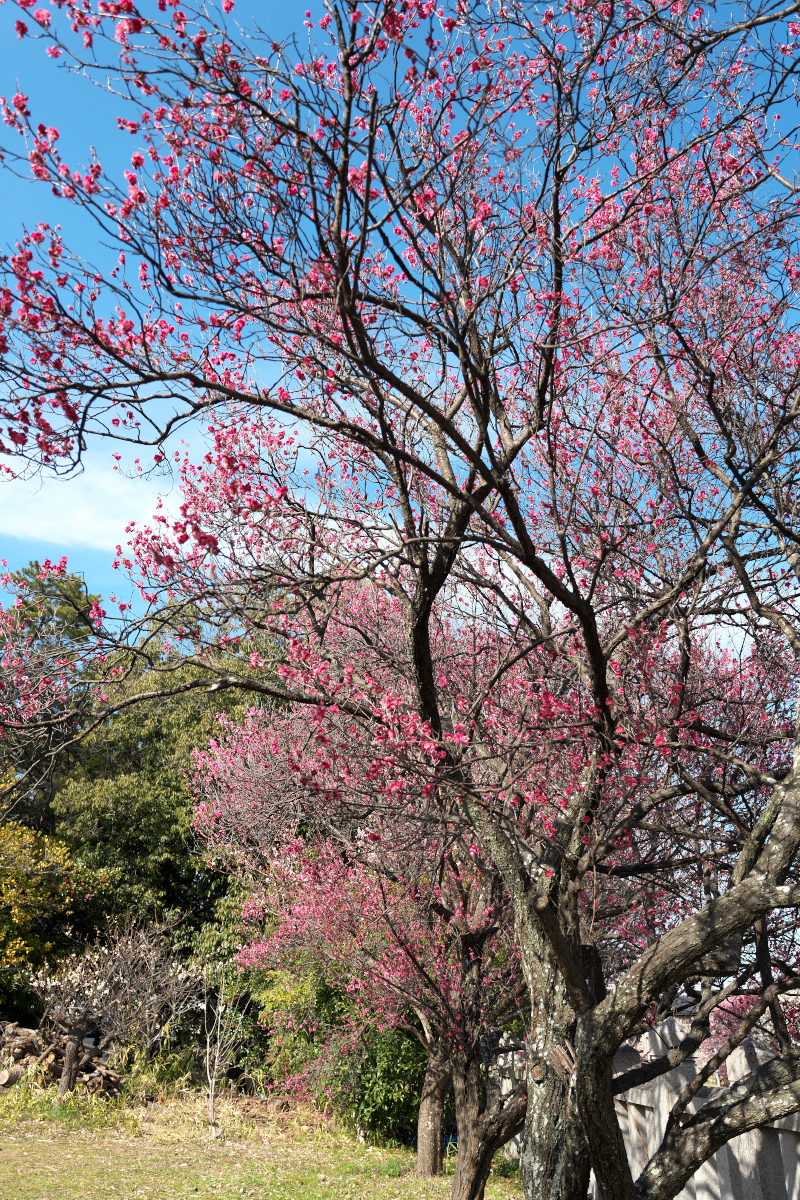 御厨神社-26