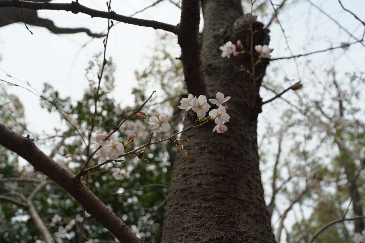 桜-1
